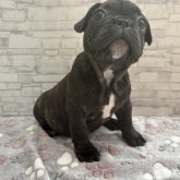 フレンチブルドッグ