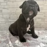 フレンチブルドッグ