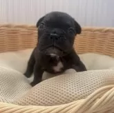 フレンチブルドッグ