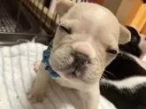 フレンチブルドッグ【青森県・女の子・2024年12月13日・クリーム】の写真4