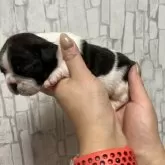 フレンチブルドッグ【青森県・女の子・2024年12月16日・パイド】の写真4