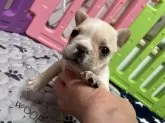 フレンチブルドッグ【青森県・女の子・2024年12月13日・クリーム】の写真3