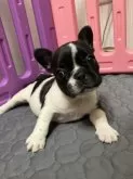 フレンチブルドッグ【青森県・女の子・2024年12月13日・パイド】の写真9
