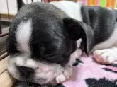 フレンチブルドッグ【青森県・女の子・2024年12月16日・パイド】の写真10