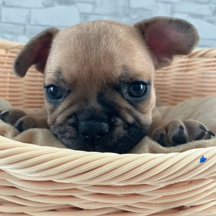 ID：2410-06598の子犬