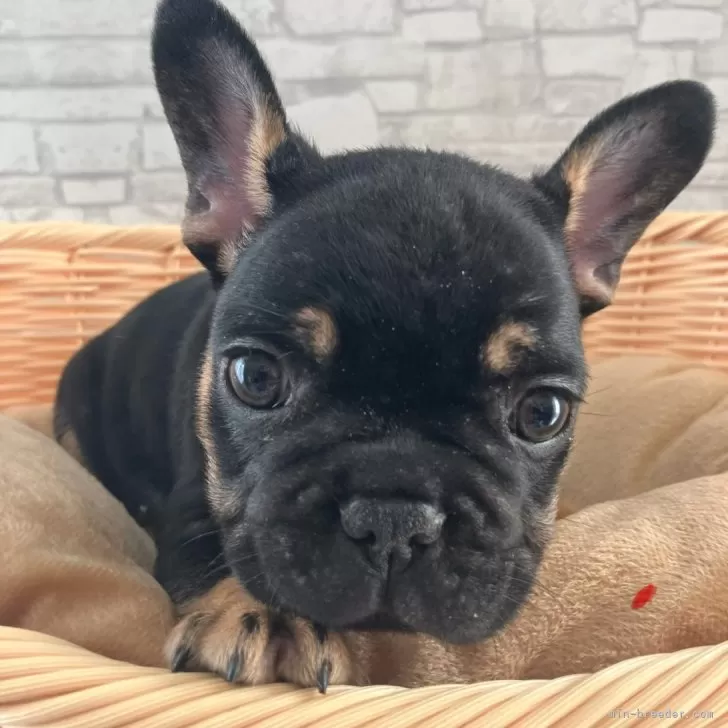 ID：2411-00452の子犬