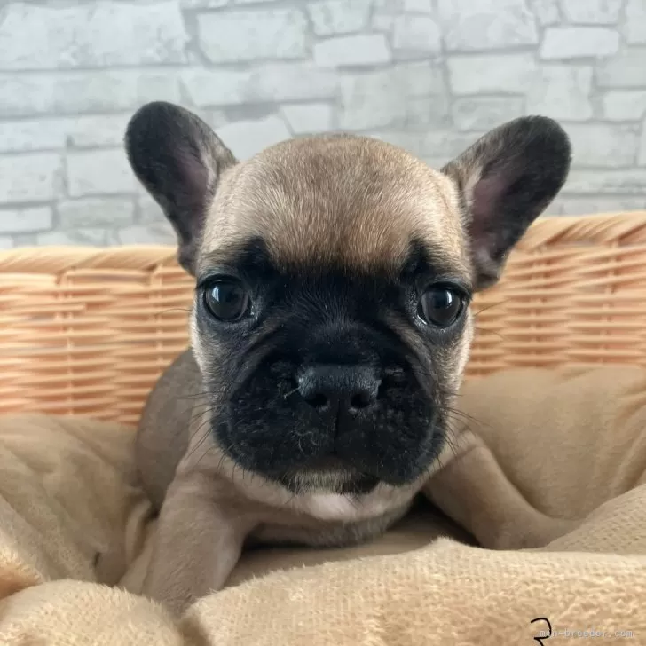 ID：2410-06627の子犬