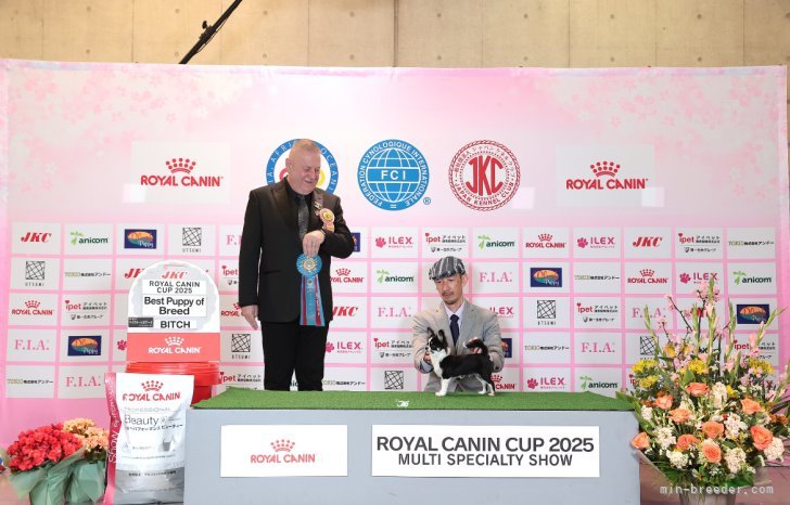 日本最大級の大会でパピークラスチワワNo1👑｜中島　なづな(なかじま　なづな)ブリーダー(滋賀県・チワワ(ロング)など・JKC登録)の紹介写真10