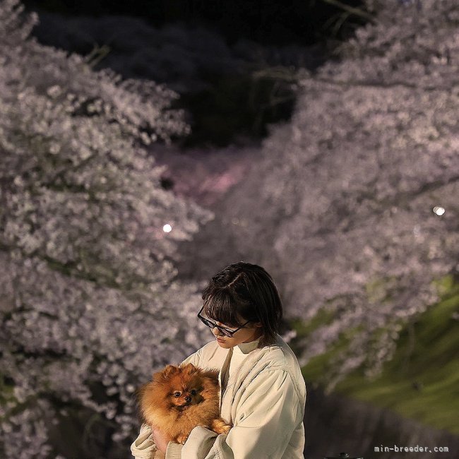 子犬も親犬も季節のイベントには写真を撮ったり毎日楽しんでおります🥰｜中島　なづな(なかじま　なづな)ブリーダー(京都府・ポメラニアンなど・JKC登録)の紹介写真1