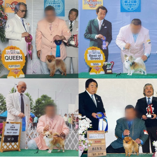 2008年単犬種特別本部展BISS獲得(全犬種の中で1番)！｜中島　なづな(なかじま　なづな)ブリーダー(滋賀県・チワワ(ロング)など・JKC登録)の紹介写真3