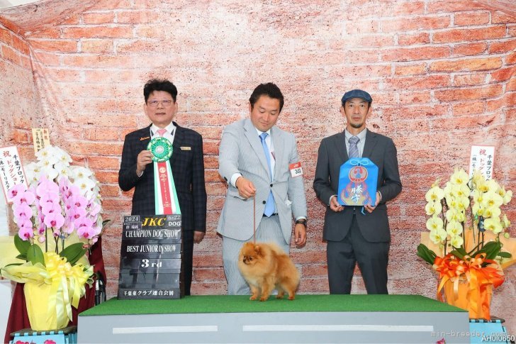 中島　なづな(なかじま　なづな)ブリーダー(滋賀県・チワワ(ロング)など・JKC登録)の紹介写真7