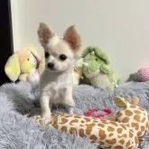 チワワ(ロング)【滋賀県・男の子・2025年8月20日・ホワイト&クリーム】の写真7「寝起きのこてっちゃん🐻‍❄️」