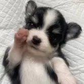 チワワ(ロング)【滋賀県・男の子・2025年7月21日・トライ】の写真5「オトコマエくーん📣はーい🐶🙋」