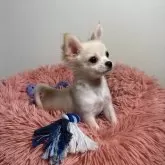 チワワ(ロング)【滋賀県・男の子・2025年8月20日・ホワイト&クリーム】の写真5「写真が大好きこてっちゃん💕」