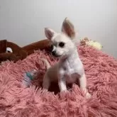 チワワ(ロング)【滋賀県・男の子・2025年8月20日・ホワイト&クリーム】の写真3