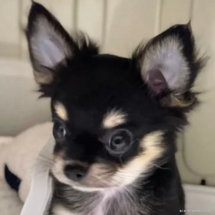 ID：2409-01351の子犬