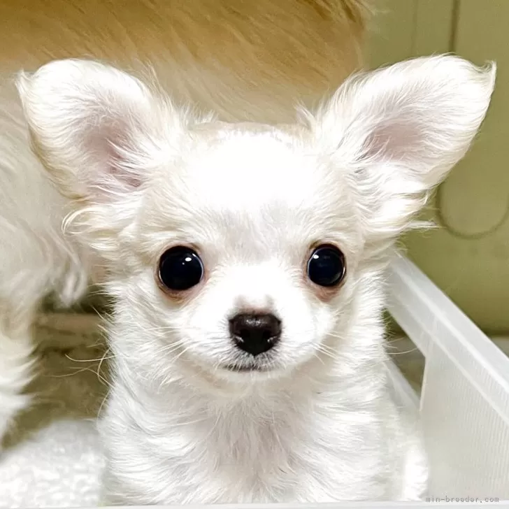 ID:2503-01183の子犬