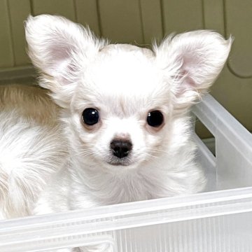 チワワのクリーム系の子犬を探す｜ブリーダー直販の子犬販売