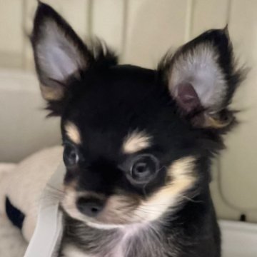 チワワ(ロング)【滋賀県・女の子・2024年8月17日・ブラック&タン】の写真「❤️可愛い🥰可愛い❤️
1人遊びが得意です♬」