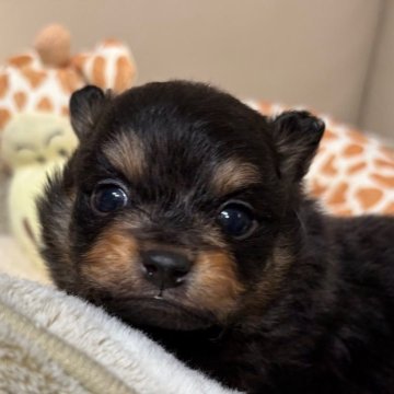 ポメラニアン【滋賀県・男の子・2025年11月15日・ブラックタン】の写真「歴代チャンピオン🥇優良血のイケメンくんです‼️」