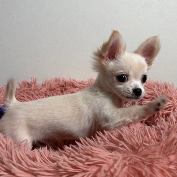 チワワ(ロング)【滋賀県・男の子・2025年8月20日・ホワイト&クリーム】の写真「すごく小さな🇬🇧英国系🇬🇧のイケメンボーイ」