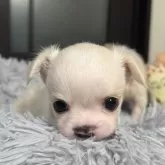 チワワ(ロング)