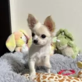 チワワ(ロング)