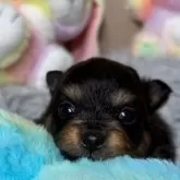 ポメラニアン【滋賀県・男の子・2025年11月15日・ブラックタン】の写真1