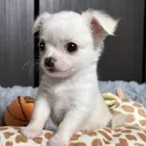 チワワ(ロング)