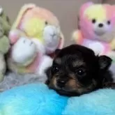 ポメラニアン【滋賀県・男の子・2025年11月15日・ブラックタン】の写真2