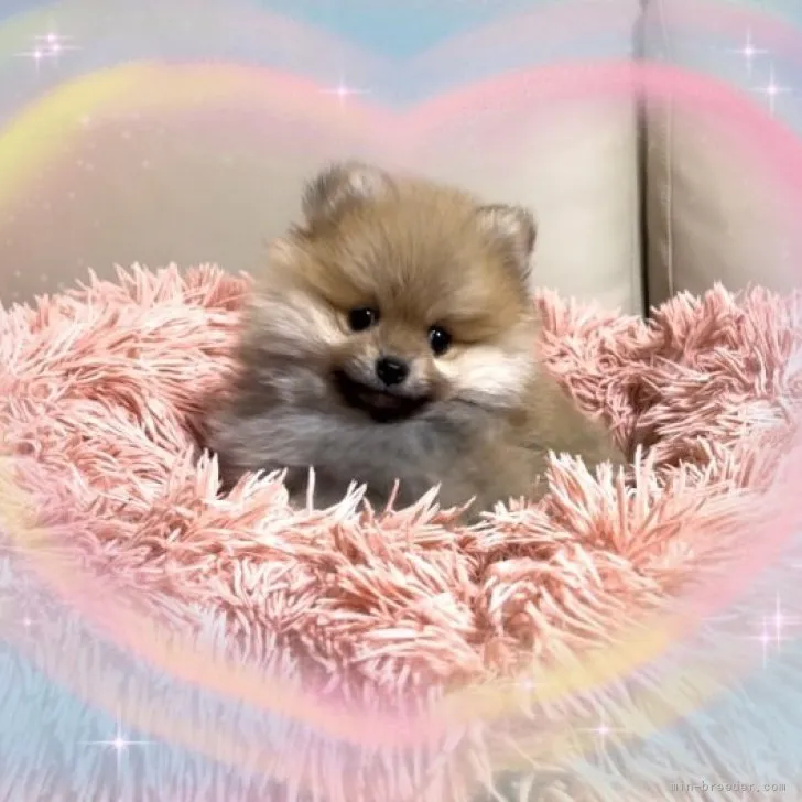 ID：2309-04710の子犬