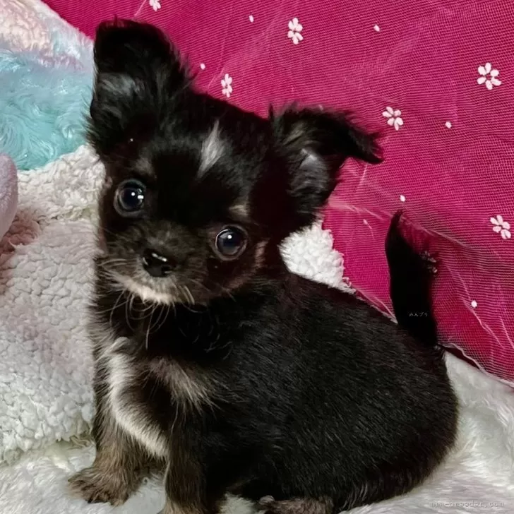 うめさん 様のお迎えした子犬