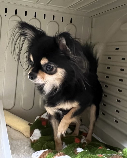 チワワ(ロング)【・女の子・2020年8月15日・ブラック&amp;タン】