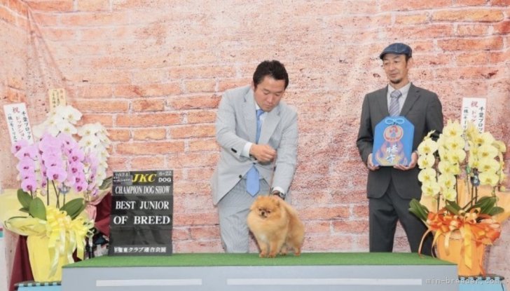 ポメラニアン【・男の子・2023年5月3日・オレンジ】