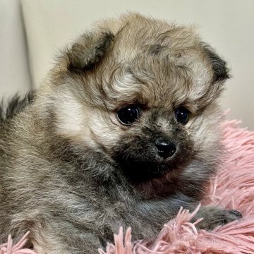 ポメラニアン【滋賀県・女の子・2024年4月22日・オレンジセーブル】の写真「モフモフたぬきちゃん❣️」