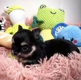 チワワ(ロング)【滋賀県・男の子・2024年2月21日・ブラック&タン】の写真2「横顔もイケメンくんです❤️」