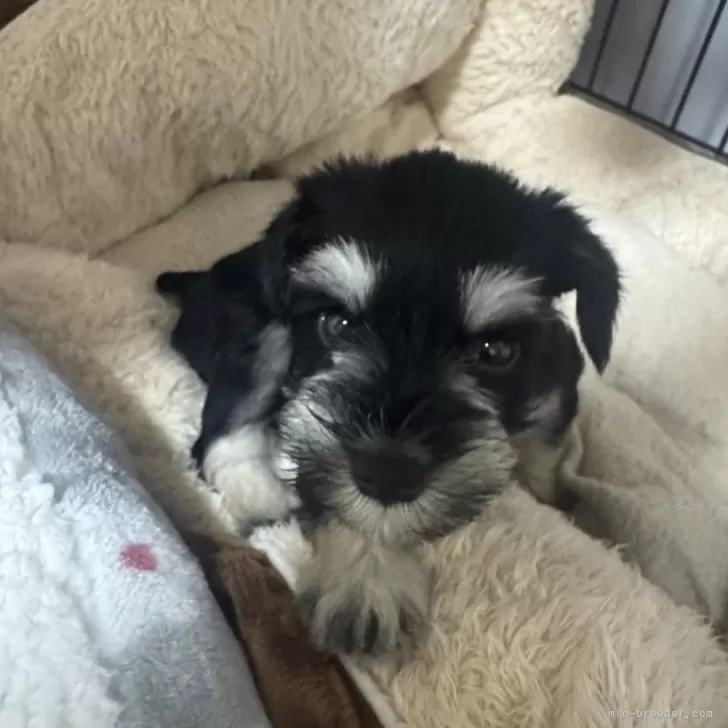 ID：2508-01536の子犬