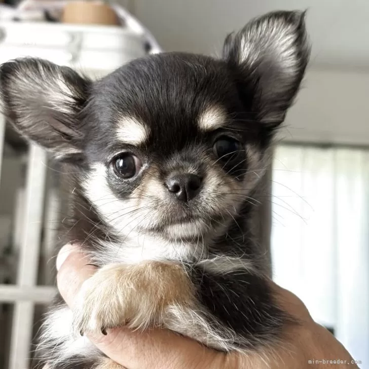 ID:2508-00887の子犬