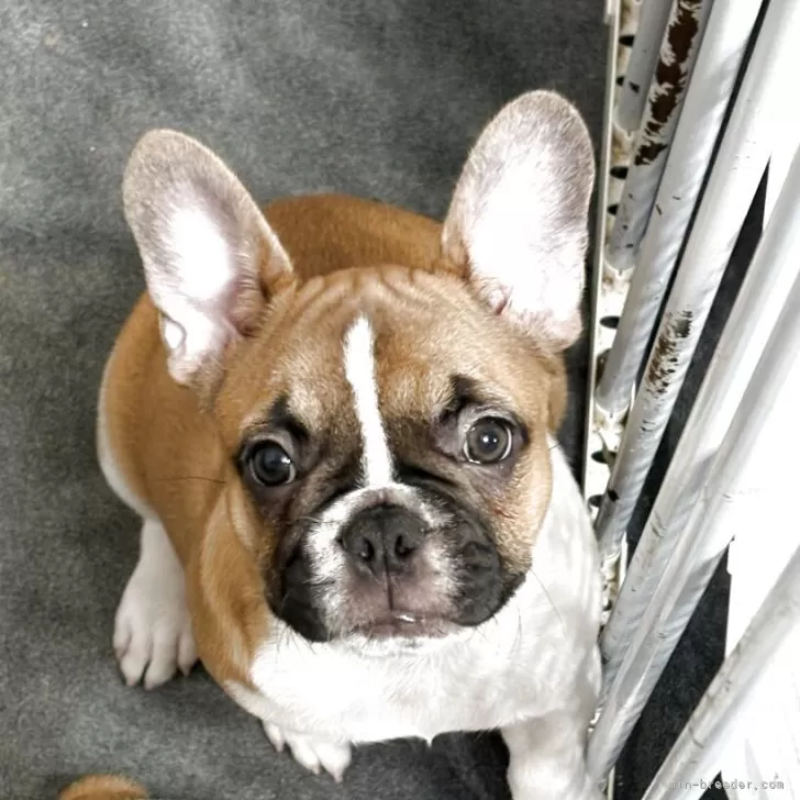 ID：2511-00199の子犬