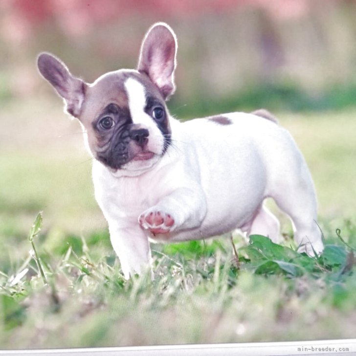 ブリーダー画像