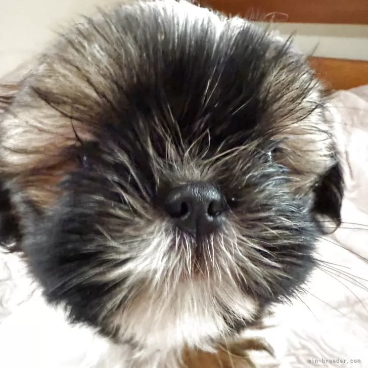 ID：2509-05186の子犬