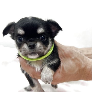 チワワ(ロング)【千葉県・男の子・2025年6月4日・ブラックタンクリーム】の写真「大人しい」