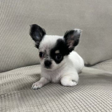 チワワ(ロング)【千葉県・女の子・2024年11月27日・パーティ】の写真「大人しく可愛いです。」