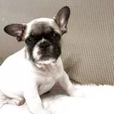 フレンチブルドッグ