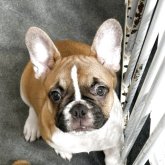 フレンチブルドッグ