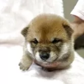 柴犬(標準サイズ)