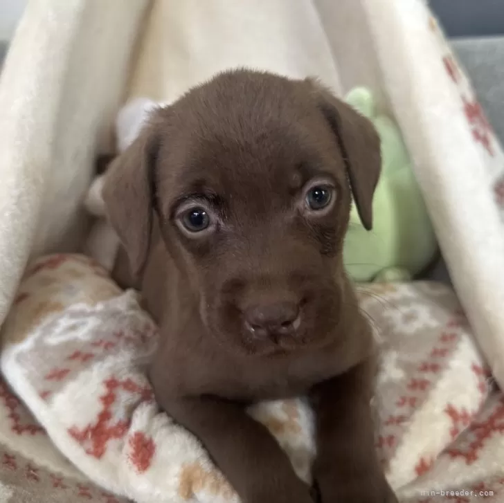 もりりん 様のお迎えした子犬