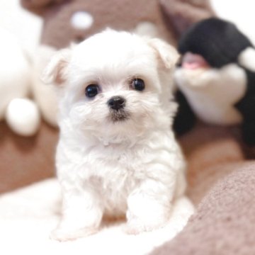 ミックス(チワワ×ボロニーズ)【富山県・男の子・2025年9月17日・ホワイトアンドクリーム】の写真「👼最高にかわいい🌸♡愛らしい男の子♡🌸」