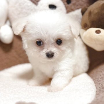 ミックス(チワワ×ボロニーズ)【富山県・女の子・2025年9月17日・ホワイトアンドクリーム】の写真「👼最高にかわいい🌸♡愛らしい女の子♡🌸」