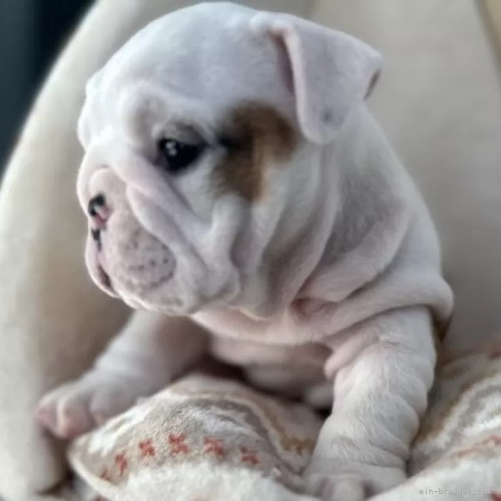 ID：2312-01354の子犬